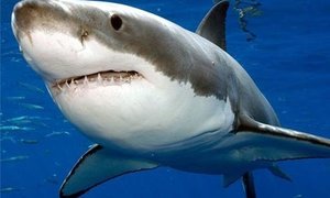 Swaar gestraf vir Grootwithaai